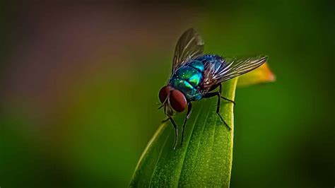 How Do Maggots Appear Out of Nowhere? - Pest Pit