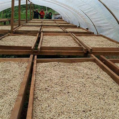 100 Arabica Rohkaffee Kaffeebohnen Bio Grüner Kaffee ungeröstet Ernte ...