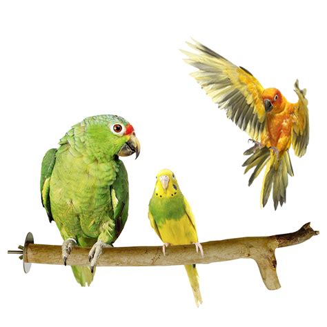 Congo 100% Natural Eucalyptus Perch For All Type Birds. – CONGO