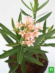 Buy Kaner Dwarf, Nerium Oleander (Peach, Dwarf) - Plant online from ...