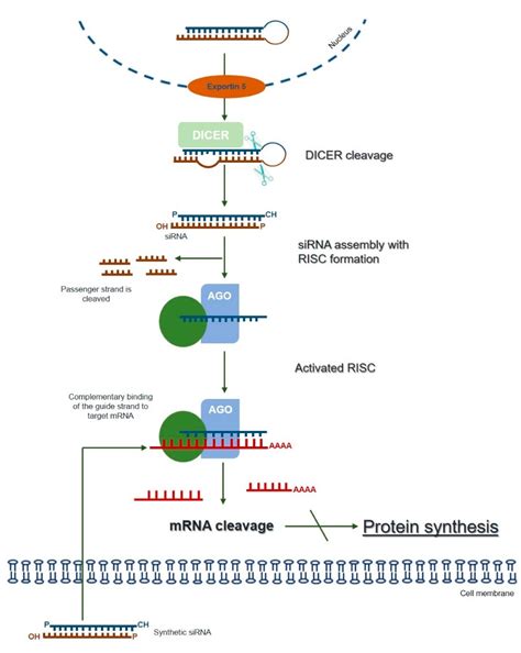 Lysosomal Storage Disease-Associated Neuropathy: Targeting Stable ...