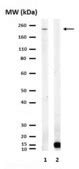 Anti-BPTF Antibody from rabbit, purified by affinity chromatography ...