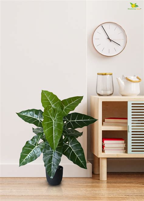 White Veined Caladium Plantt for Decor | 12 Leaves with Basic Pot | 78 ...