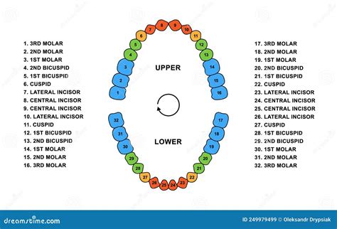 Adult Human Teeth Dentition Anatomy. Adult Upper and Lower Jaw Parts - Molar, Bicuspid, Cuspid ...