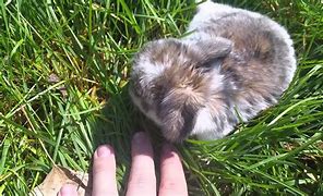 Image result for Funny Fat Baby Bunnies