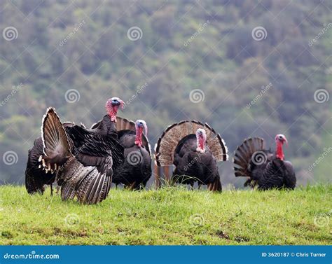 What Is A Turkey Flock Called at Reynaldo Leahy blog