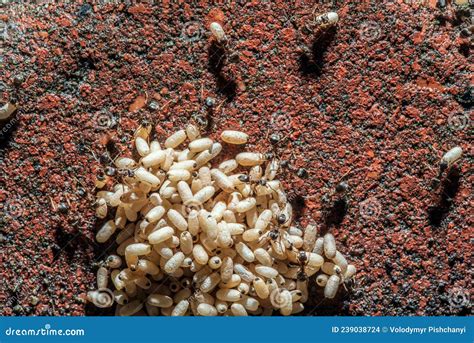 A Pile of Ant Eggs in an Ant Colony. Stock Photo - Image of nature ...