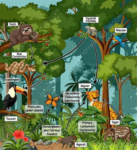 Tropical Rainforest Scavengers