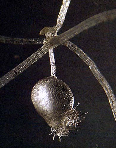 utriculaire