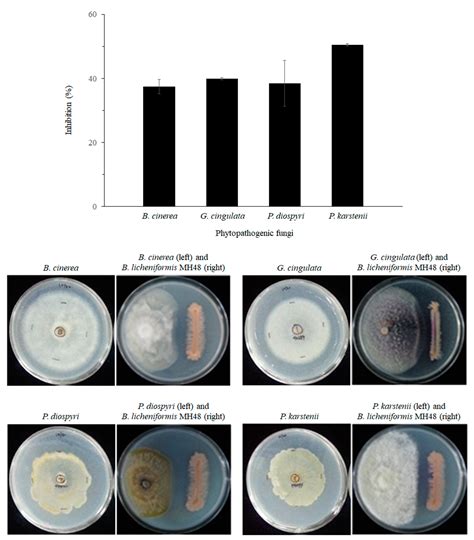 The Effect of Bacillus licheniformis MH48 on Control of Foliar Fungal ...