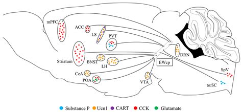 Involvement of Centrally Projecting Edinger–Westphal Nucleus Neuropeptides in Actions of ...