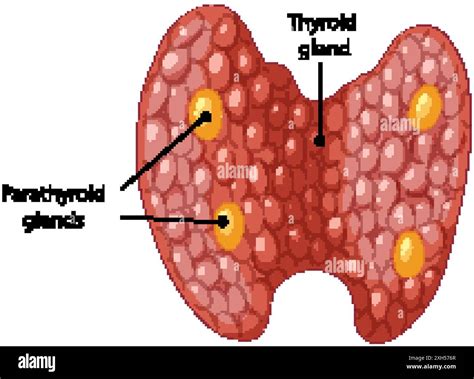 Thyroid Gland Parathyroid