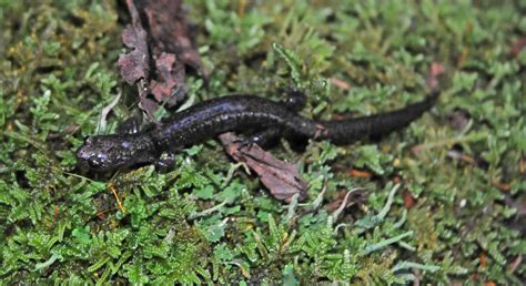 Cheat Mountain salamander | FWS.gov