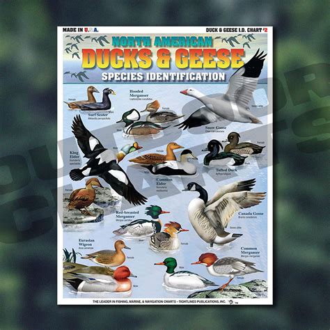 Ducks Geese Identification Chart #2 (North American Ducks Geese Species ...