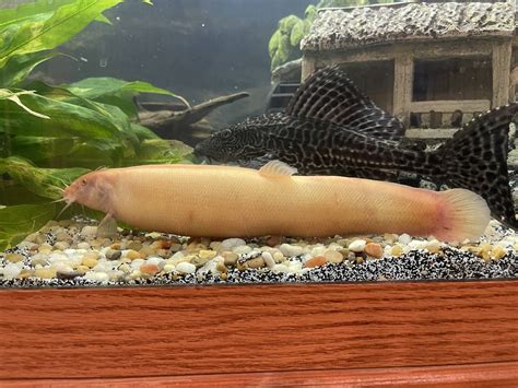 Golden Dojo Loach Infection Help Please!! - Diseases - Aquarium Co-Op Forum