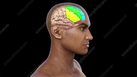 Rezultat imagine pentru Gyri