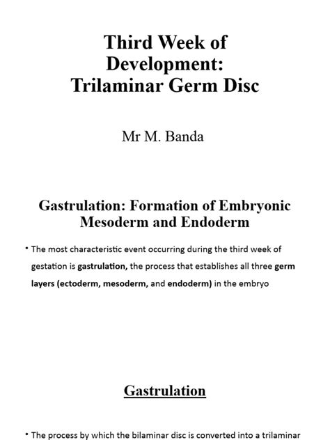 Image result for Third Week Development of Embryo