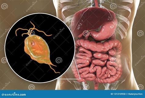 Trichomonas. Human Parasitic Protozoan. Outline Drawing Image. Royalty-Free Stock Photo ...