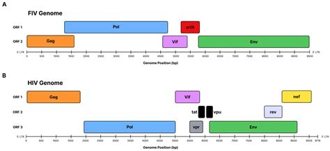 Multi-Epitope DNA-Based Feline Immunodeficiency Virus Vaccine Construct ...