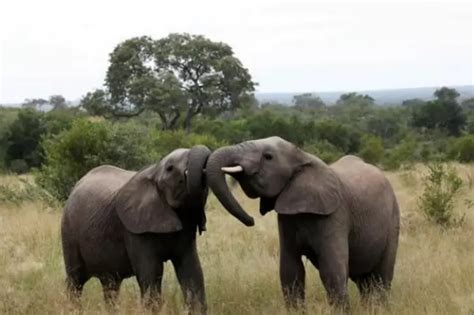 Zimbabwe Is Willing To Sell Its Elephants To Any Country As It Cannot ...