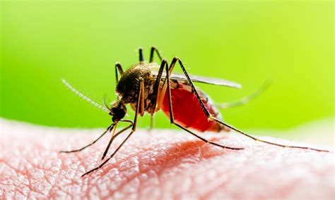 Dengue Cases Surge in Patna, Health Department on High Alert
