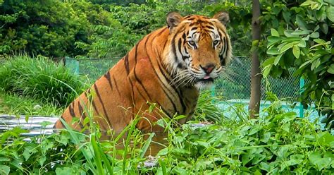 Zoocolate Thrills Ticket in Bohol - Klook India