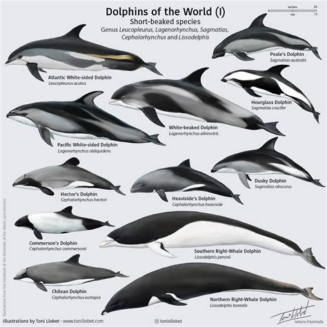 Discover the Different Types of Dolphins in the World