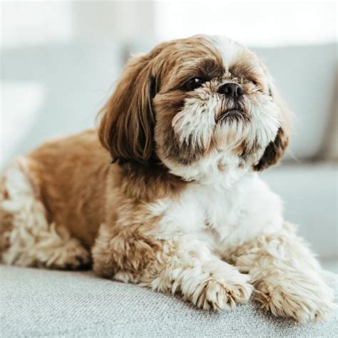 dog crate for skoda octavia estate