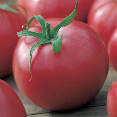 Tomato Seeds US-22 (Determinate) – Urja Seeds