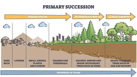 Image result for Primary Succession Examples