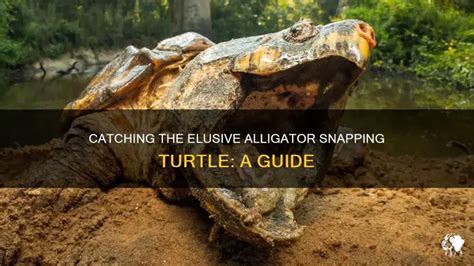 Image result for Catching Snapping Turtles