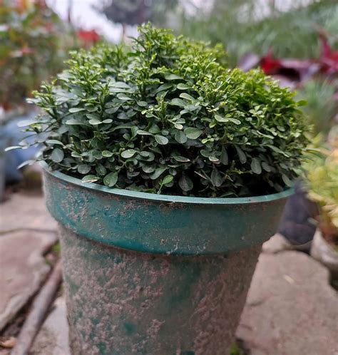 Dwarf Hybrid Madhu Kamini live plant with Pot - Healthy plant direct ...