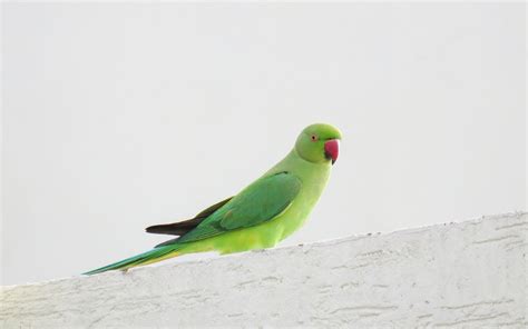 Image result for Brooding Parrot