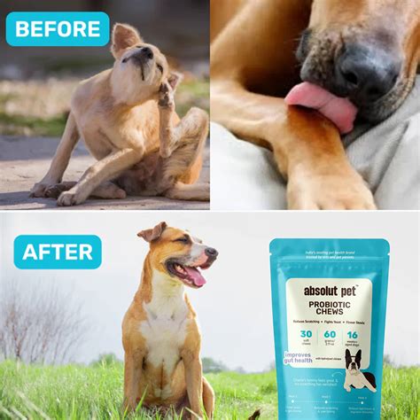 Probiotic & Gut Chews | #1 Probiotics for Dogs – Absolut Pet India