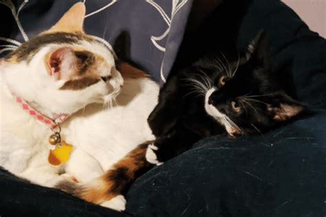 Image result for Help Me Cat