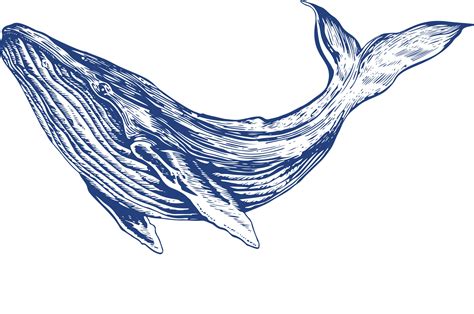 Vintage Engraving Whale Illustration Graphic by inksucker · Creative Fabrica