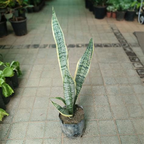 Snake Plant - Long | Paudha Ghar