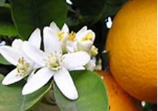 fiori d arancio pianta idrolato di fiori d arancio bio la saponaria la bottega fiori d arancio pianta idrolato di fiori d arancio bio la saponaria la bottega