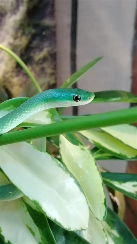 Rough Green Snakes.. Opheodrys aestivus | Reptile Forums