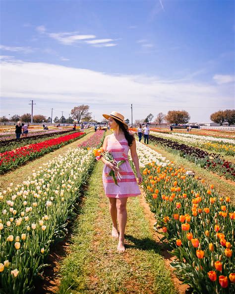 Your 2024 Guide to Texas Tulips in Pilot Point (& Photo Inspiration)