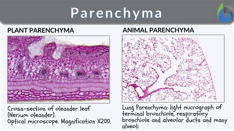 Parenchyma Cells: Definition, Types, Structure And Functions – MSKGCN