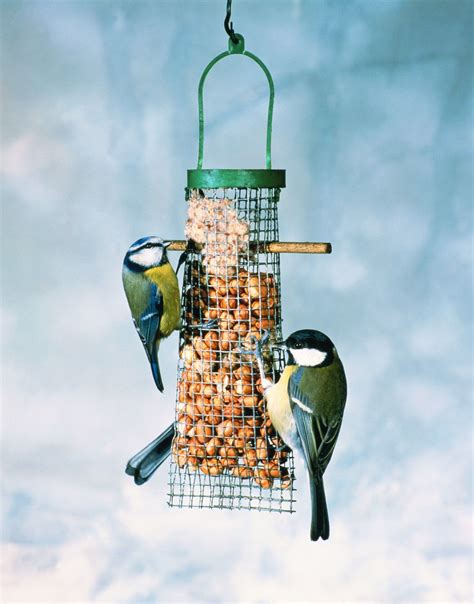 A bird feeder will bring you joy – Artofit