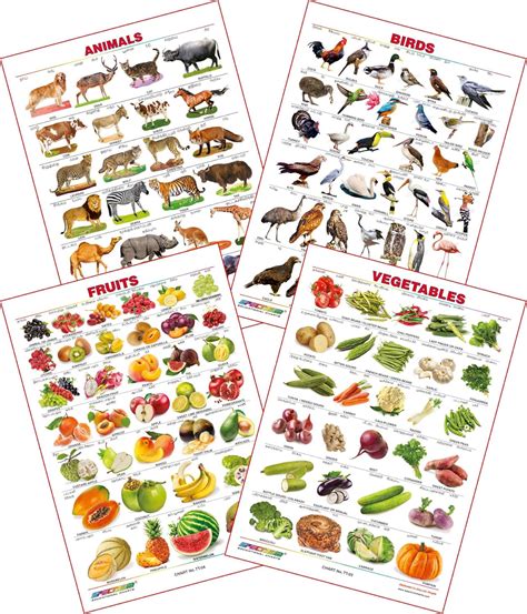 Spectrum Educational Wall Charts in Tamil & Telugu (Set of 4) Tamil ...