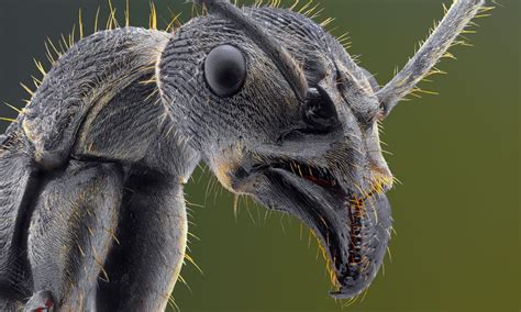 Face your fears: extreme creepy-crawly close-ups – in pictures | Black ants, Ants, Insects