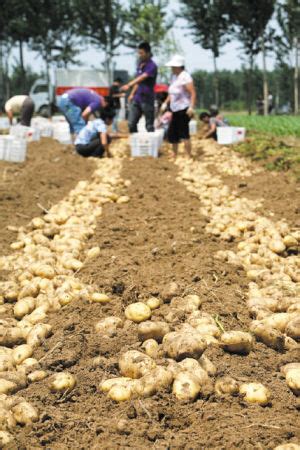 加拿大农民实施作物轮作种植土豆，补充土壤养分采收季收获成吨|加拿大|土豆_新浪新闻