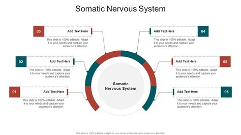 Image result for Somatic Nervous System Graphics