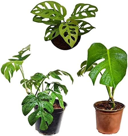 Monstera Combo - Monstera Deliciosa, Mini Monstera – Rhaphidophora ...