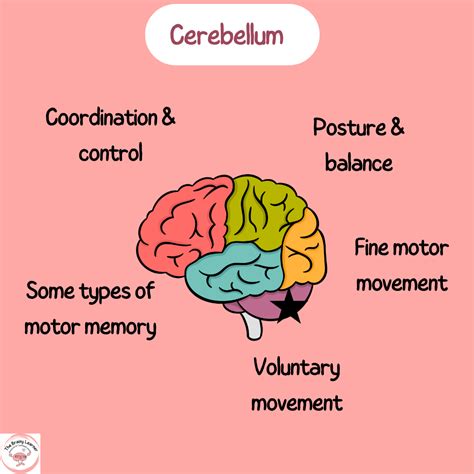 Lobes of the brain cerebral cortex anatomy function labeled diagram ...