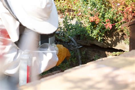 Wasp Removal Near Me Safe and Effective Methods » stuy.edu