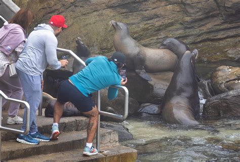 Sea lions are driving La Jolla into a frenzy. Your beach town might be ...